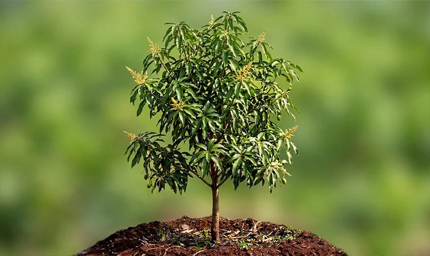 Native sapling nurtured at Thuligal Nursery